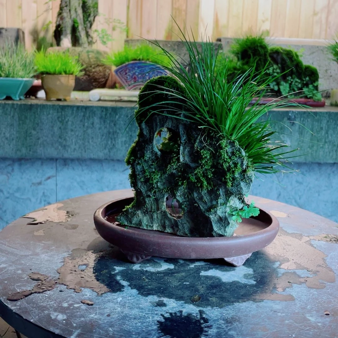 红陶20CM（含）-50CM（不含）红*会