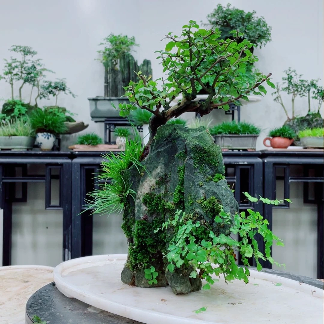 红陶清*榆树附吴定石盆景