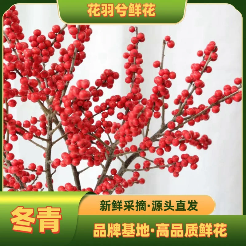AA级冬青60厘米鲜花基地顺丰包邮美观养护高端中国红客厅卧室餐厅