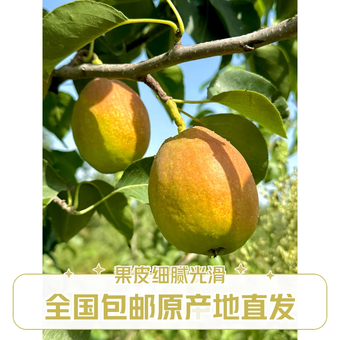 库尔勒香梨特大果王新疆产地直发应季正宗皮薄鲜果多汁细腻无渣