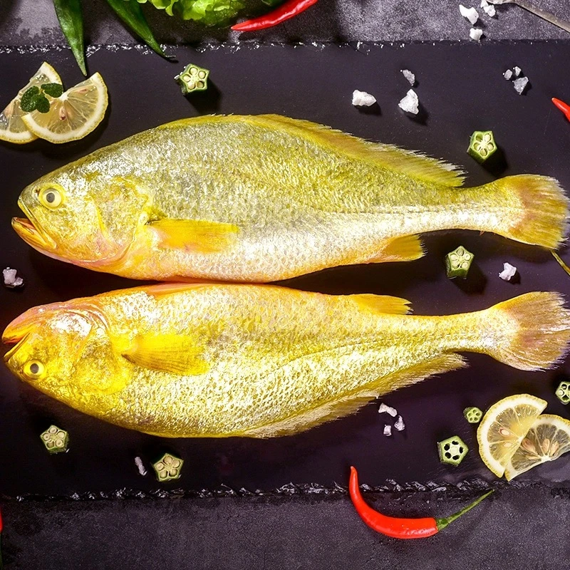 特大黄瓜鱼4.5~5斤