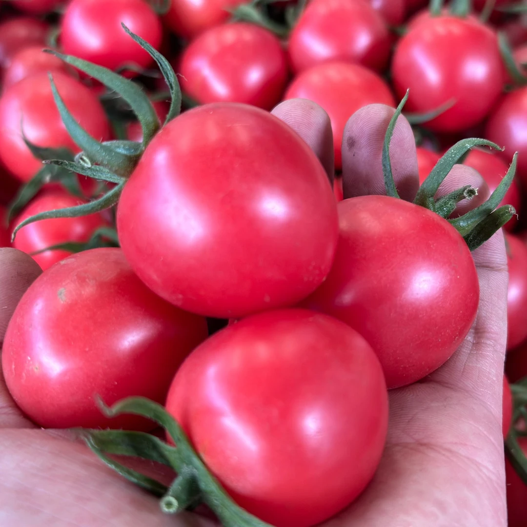千禧小番茄水果蔬菜圣女果包邮