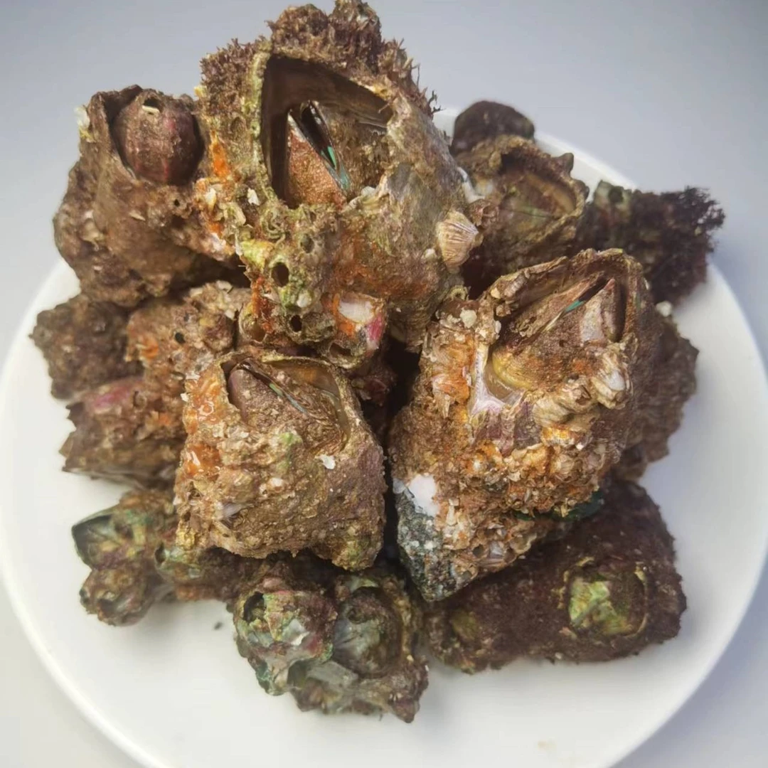 海鲜藤壶 鲜活火山口 雀嘴  湿岛 3斤（3-6个/斤）广东省内6斤包邮