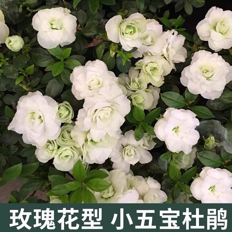 玫瑰花型小五宝杜鹃开重瓣白色花芦满树花苞发货