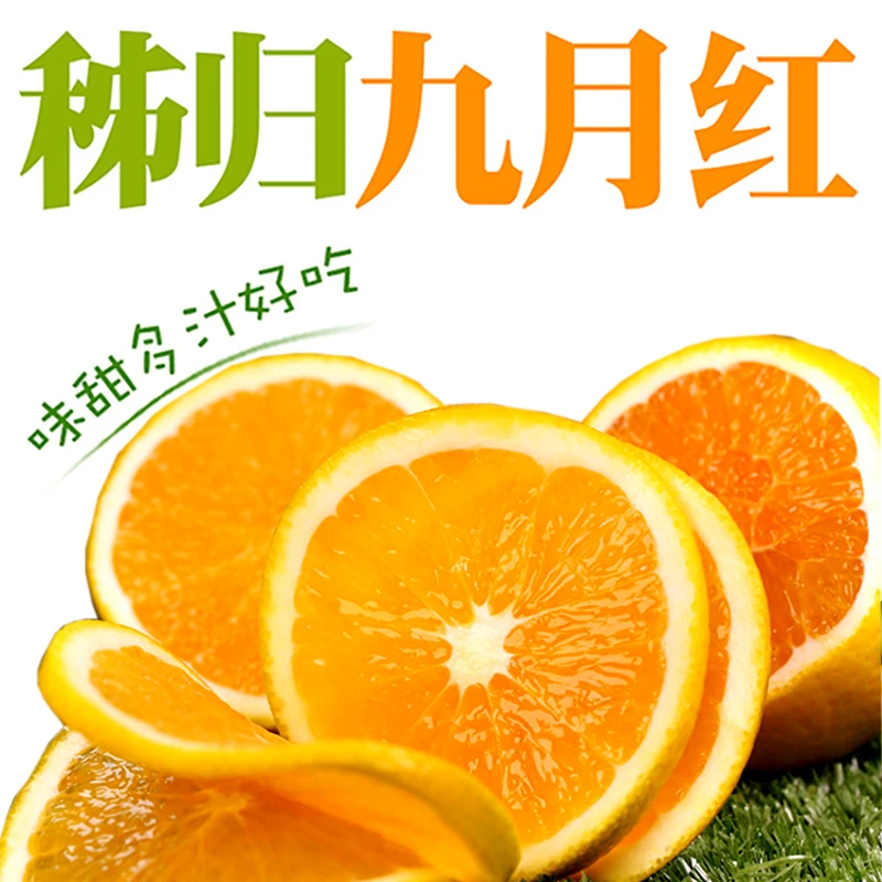 秭归九月红果冻橙4.5-5/8-8.5斤现摘现发果水分充足果肉细腻化渣