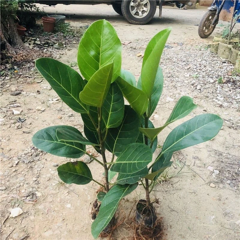 正宗高山榕树苗吸水石小叶榕树苗大叶榕小苗庭院绿化盆景地栽植物