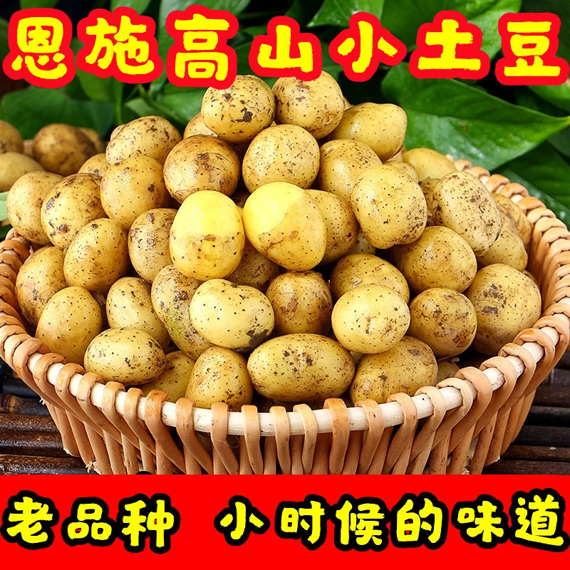 【恩施小土豆】现挖新鲜黄心土豆10斤当季蔬菜整箱迷你马铃薯洋芋