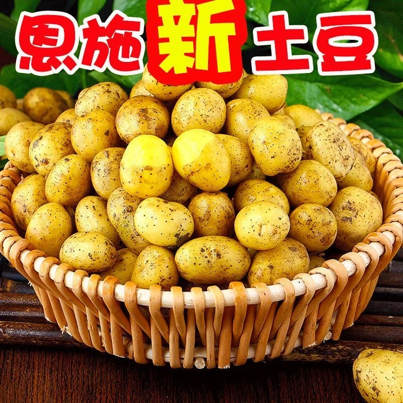 【超低价】湖北恩施小土豆黄心高山洋芋马铃薯3-9斤新鲜蔬菜水果