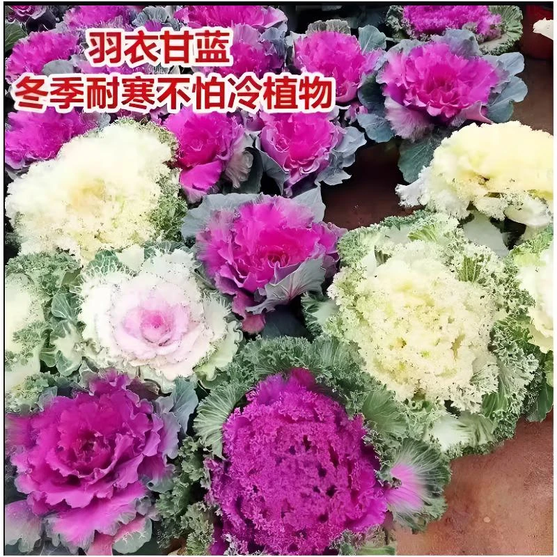 多头羽衣甘蓝花苗盆栽植物观赏绿化花园庭院阳台花卉彩色观叶耐寒