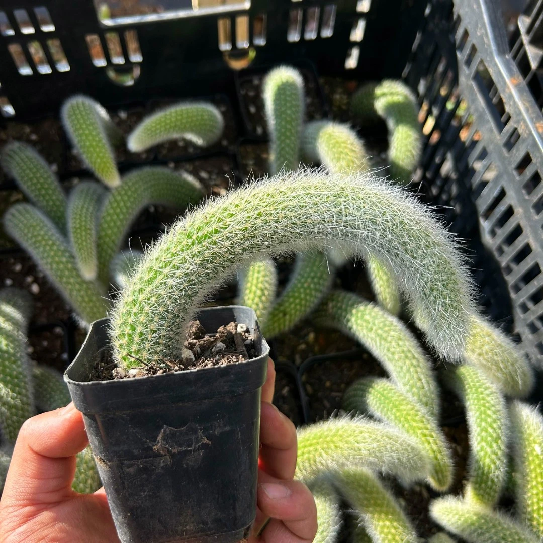 【满9.9包邮】九尾狐多肉植物新手好养云南产地直发庭院阳台室内