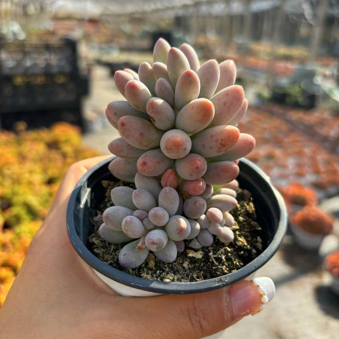 【全场满9.9包邮】婴儿手指 多肉植物新手好养云南产地直发庭院阳台