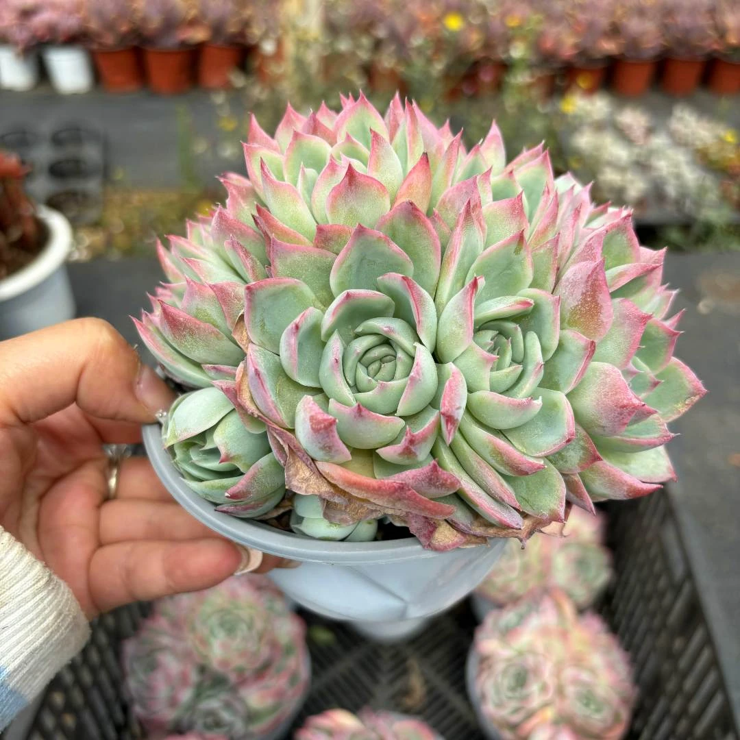 【满9.9包邮】侧影  多肉植物新手好养云南产地直发庭院阳台