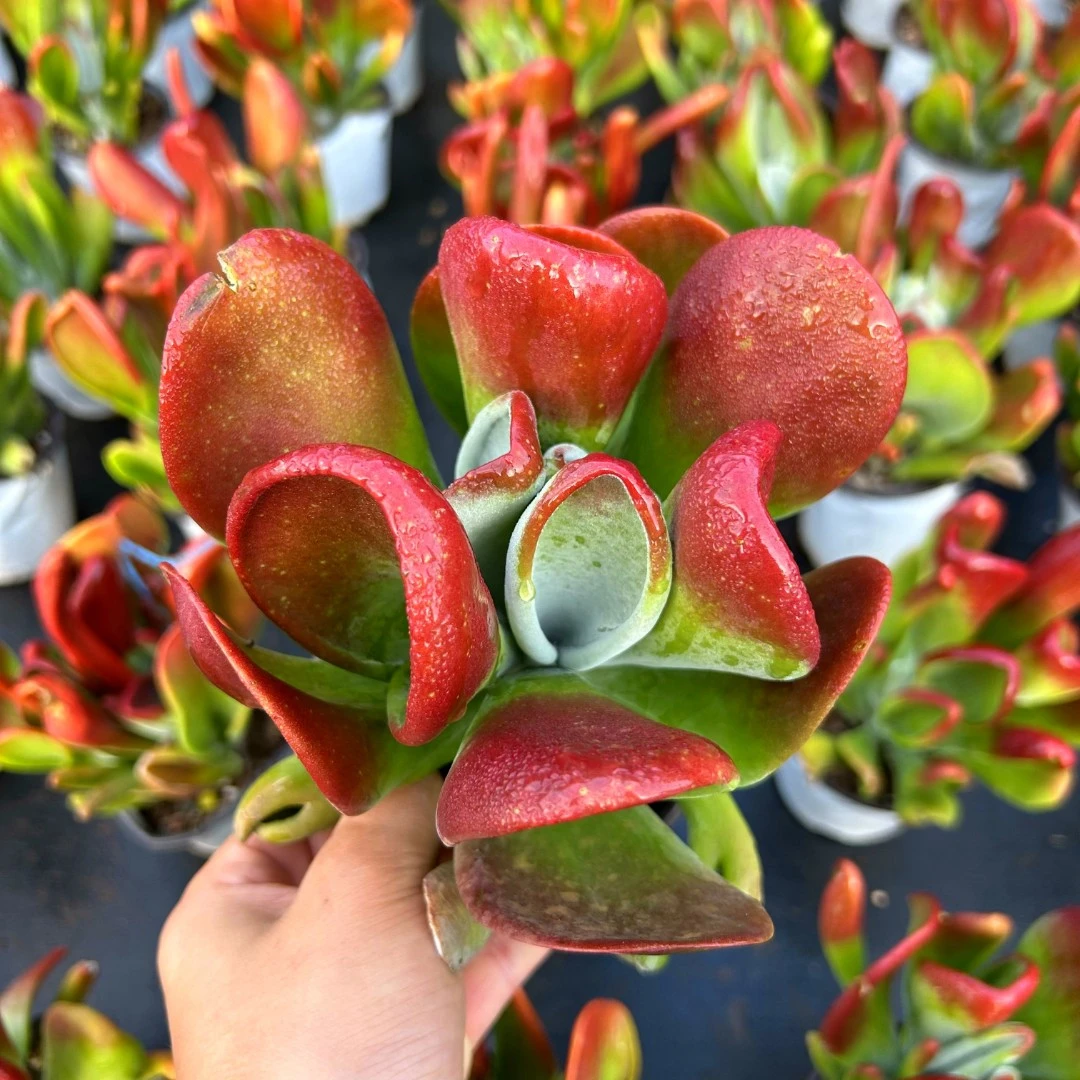 【满9.9包邮】火狐狸多肉植物新手好养云南产地直发庭院阳台室内