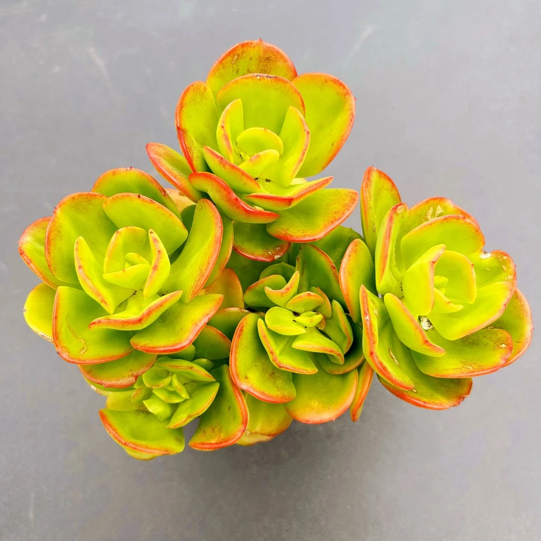 【满9.9包邮】红梅  多肉植物新手好养云南产地直发庭院阳台室内