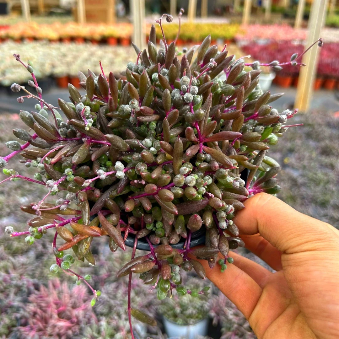 【全场满18包邮】紫玄月 多肉植物新手好养云南产地直发庭院阳台