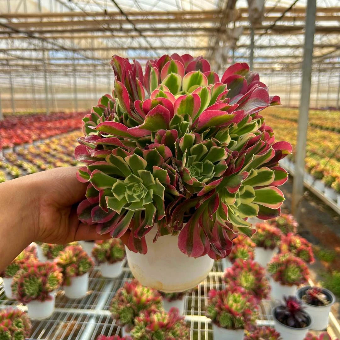 【满9.9包邮】法师 多肉植物新手好养云南产地直发庭院阳台