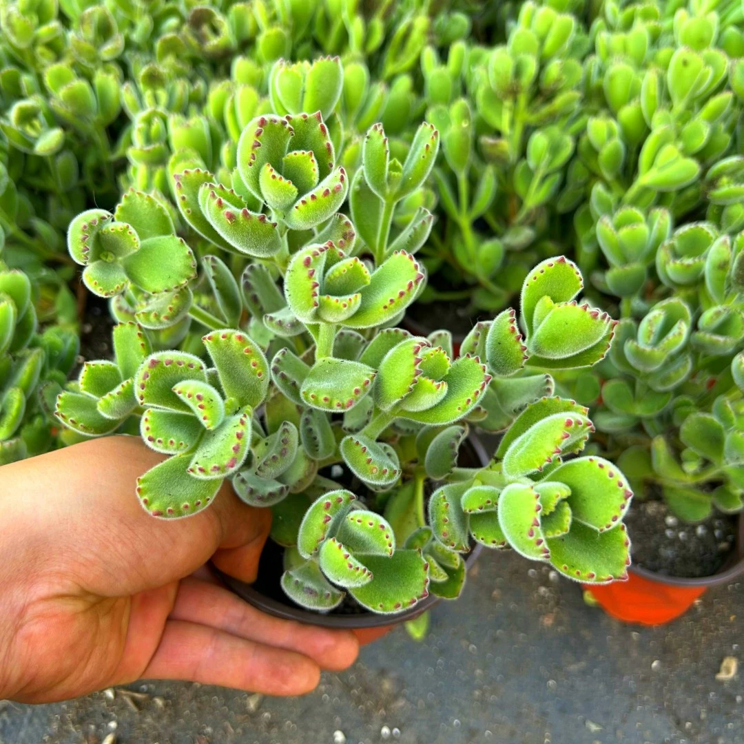 【满9.9包邮】熊童子多肉植物新手好养云南产地直发庭院阳台室内