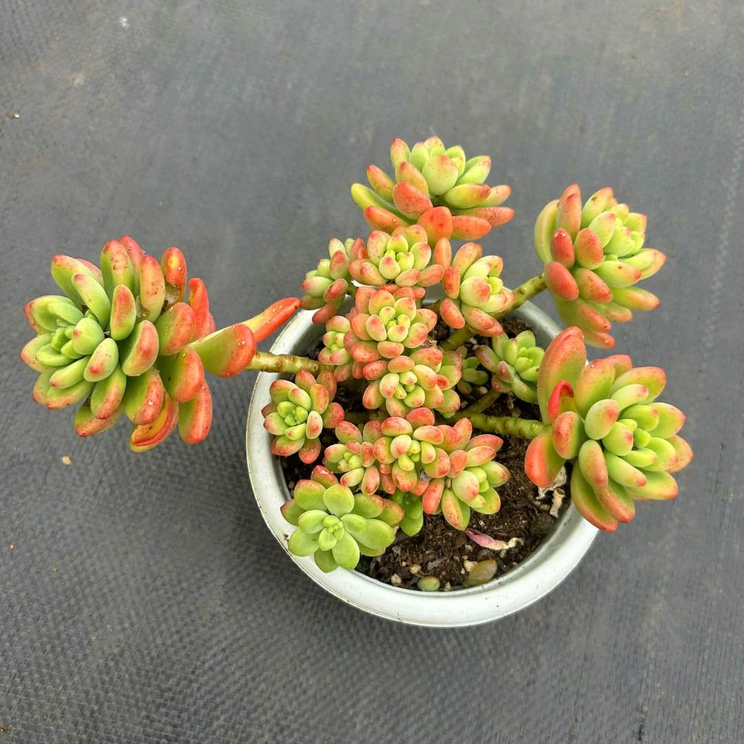 【香格里拉】云南产地直发多肉植物庭院阳台【全场满18包邮】