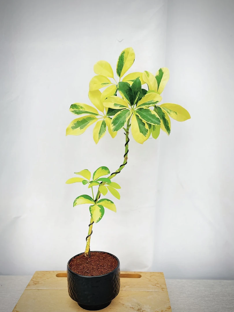 室内网红绿植盆栽花叶鸭脚木造型四季好养客厅阳台鹅掌柴盆栽