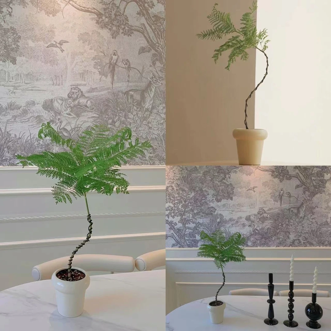 【叁朴绿植】蓝花楹仙气飘飘造型植物室内网红绿植盆栽50-60公分