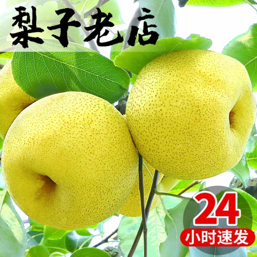 【正宗】安徽砀山梨都古树老酥梨酥梨青皮皇冠梨百年老梨树5斤9斤装