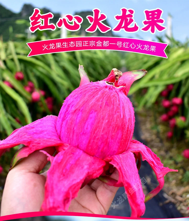 广西火龙果软糥清甜营养丰富老少皆宜水果正宗红心美味多汁正宗