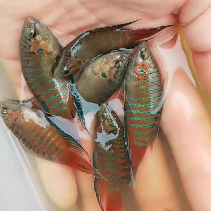 斗鱼巨普5-7cm改良巨普普叉观赏鱼