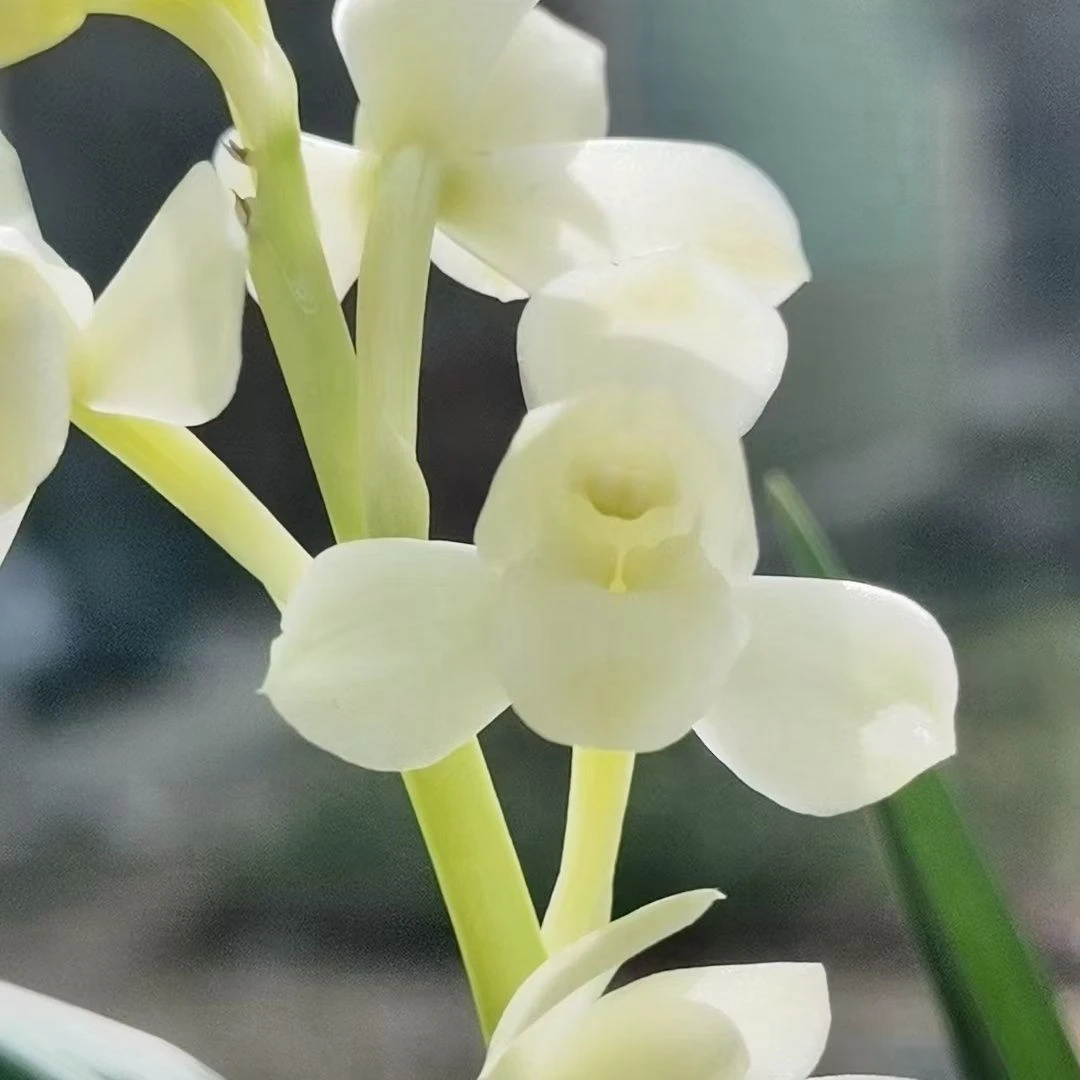 兰花建兰四季兰羊脂白玉奶白荷型素花室内绿植盆栽夏秋带花苞