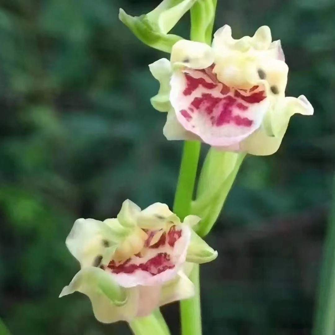 建兰彩云追月奇花四季大白菜夏带花苞名贵老种兰花苗盆栽花卉绿植