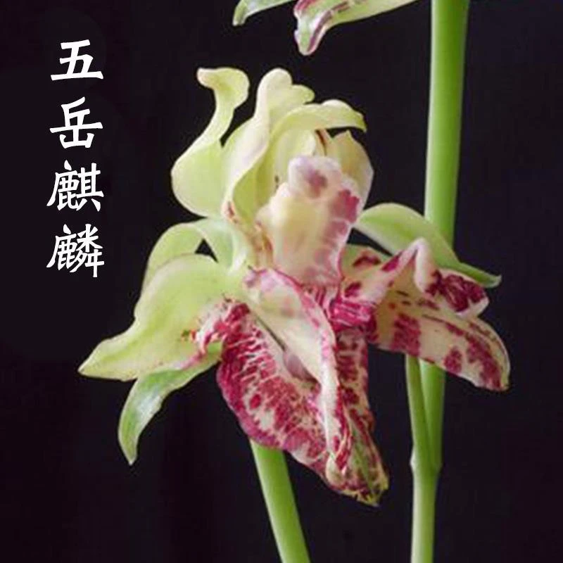 兰花五岳麒麟建兰四季兰花苗带花苞夏季兰室内盆栽花卉绿植