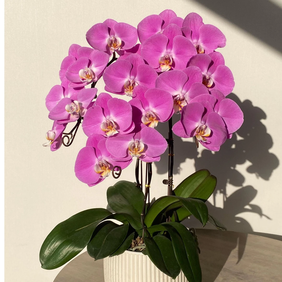 44489  蝴蝶兰 粉宝图 叶片自然开裂 花期长