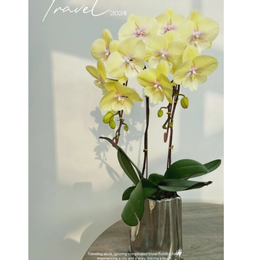 44059 蝴蝶兰 大吉大利 花期长叶片自然开裂桌面花盆栽