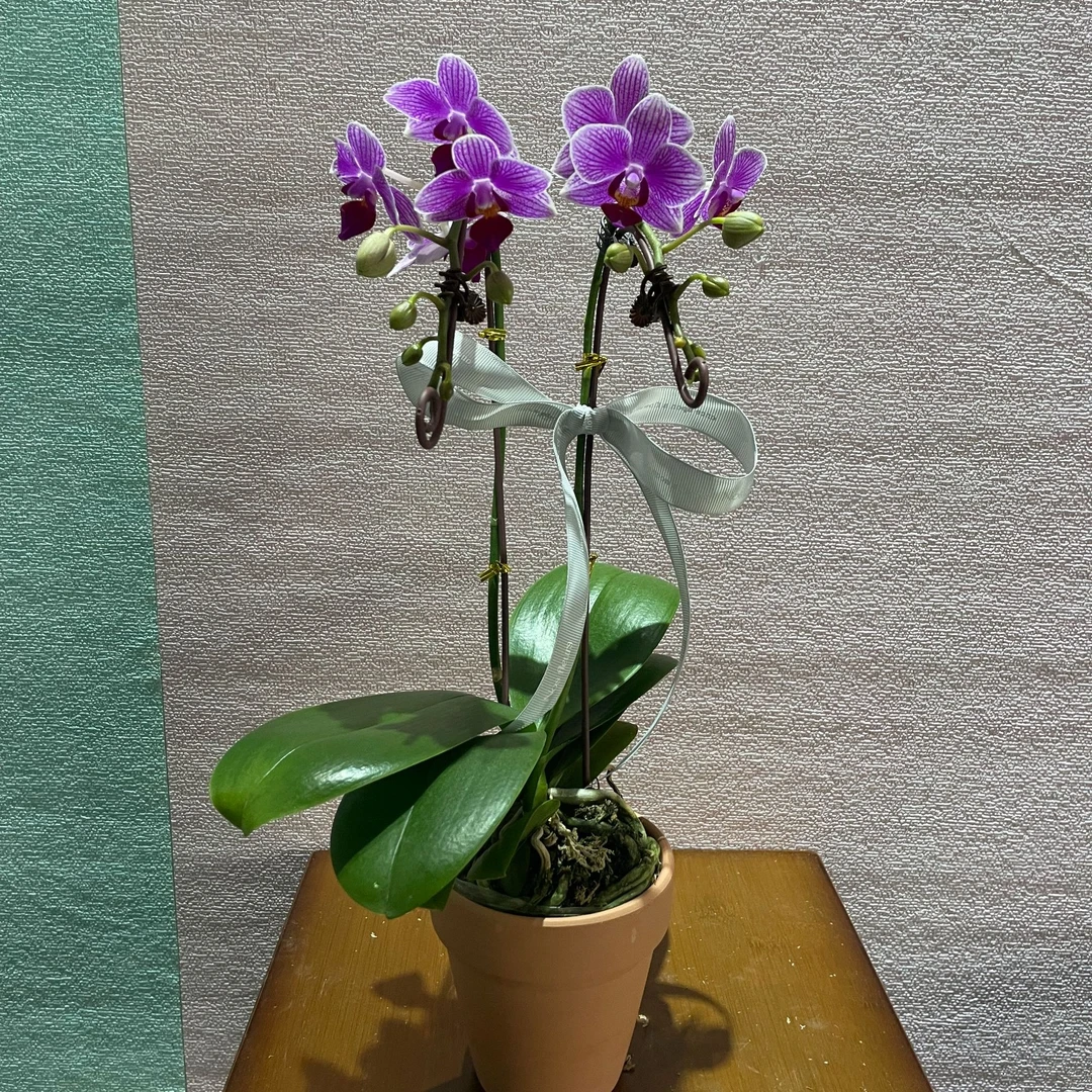 73010 蝴蝶兰 钜宝甜心 花期长