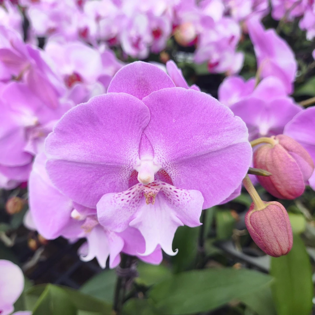 44319 蝴蝶兰 笑嘻嘻 绿植花卉 桌面花 叶片自然开裂花期长