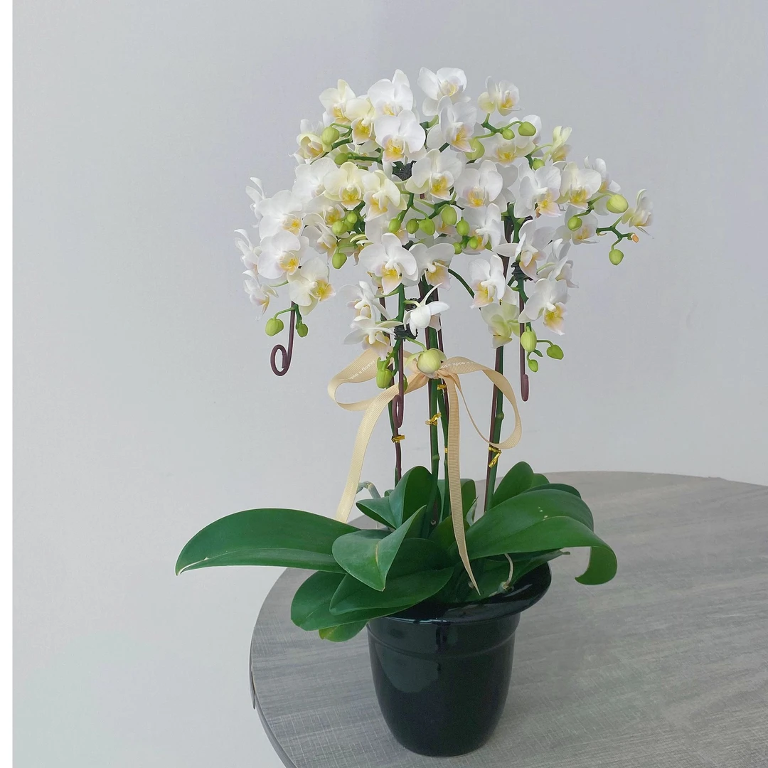 44029 蝴蝶兰 嫦娥 绿植花卉鲜花 叶片自然开裂 盆栽 桌面花