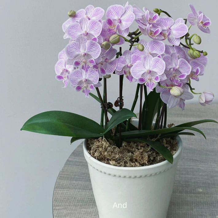 24110 蝴蝶兰 水蜜桃 带花苞 叶片自然开裂 花期长 可生长