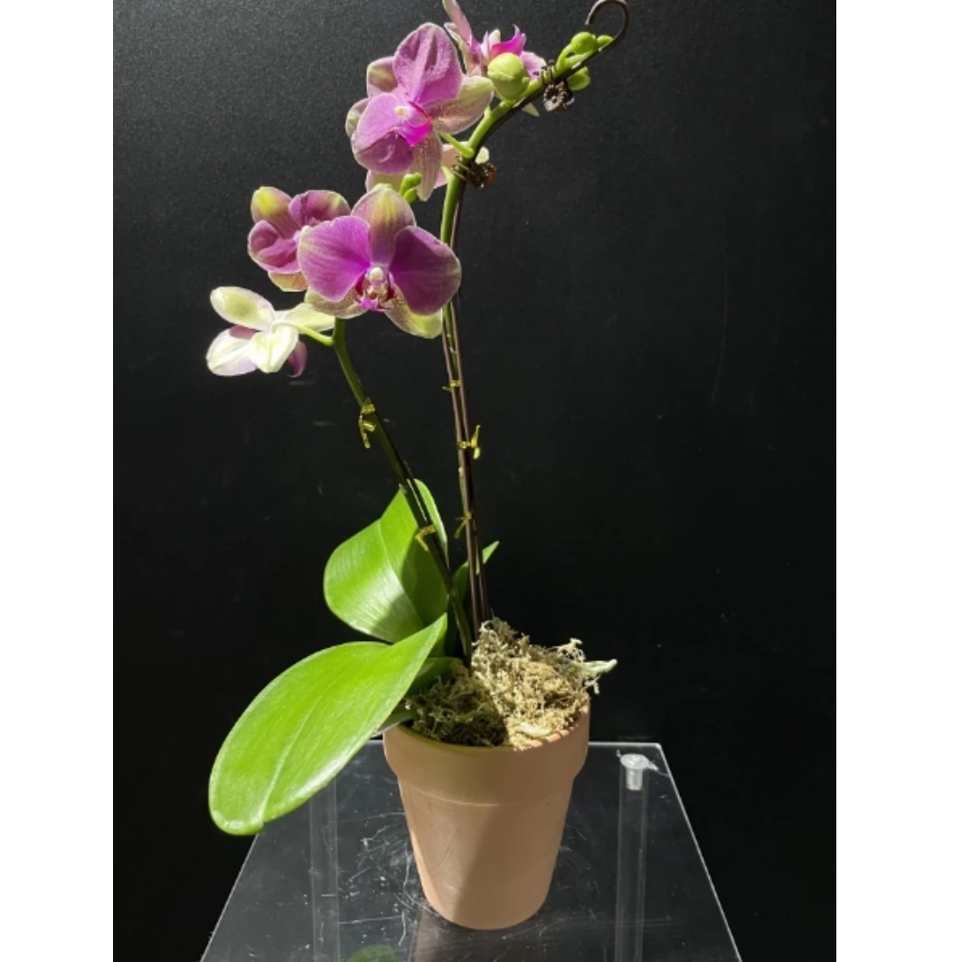 41110 蝴蝶兰 多彩蜜桃  叶片自然开裂 花期长