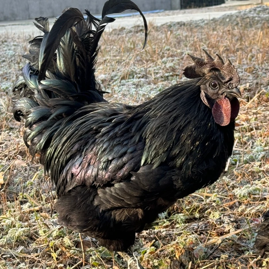 略阳乌鸡散养活鸡4斤以上活鸡包邮 包冰率不含冰