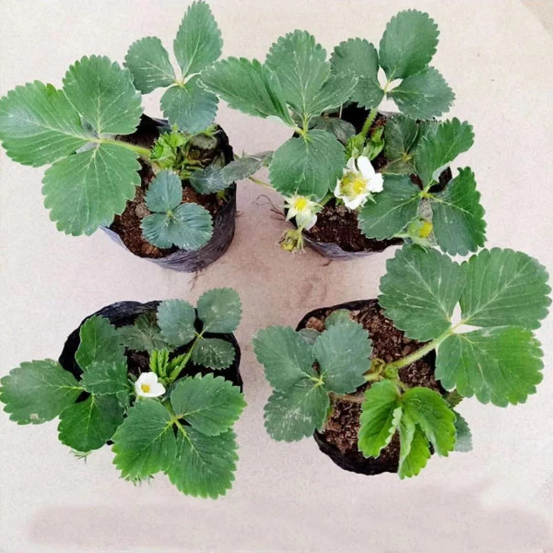 【新手推荐】奶油红颜草莓种苗草莓秧苗四季草莓苗盆栽南北方阳台