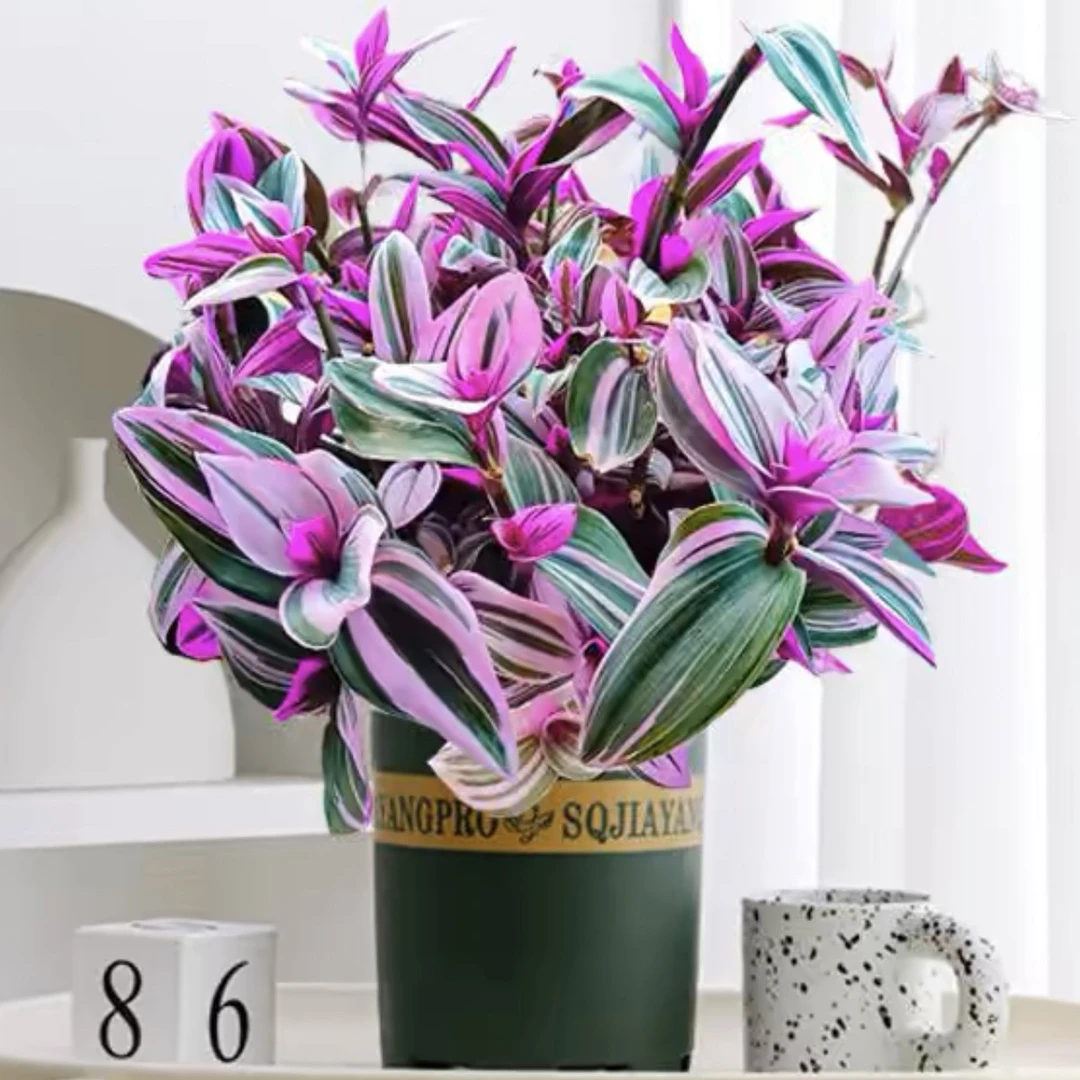 婚礼油画吊兰大盆多肉植物阳台庭院观叶绿植盆栽好养护