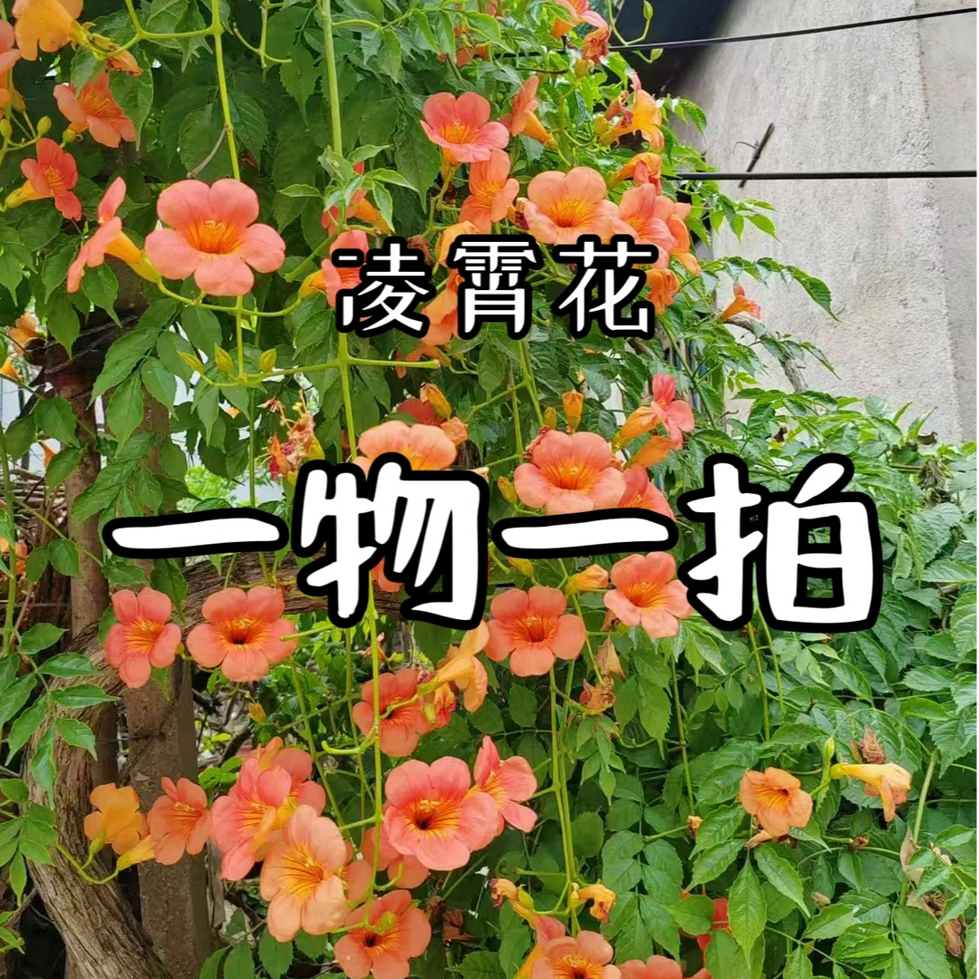 凌霄花庭院爬藤盆栽耐寒花期长凌霄花苗木花卉园艺花架爬藤凌霄花