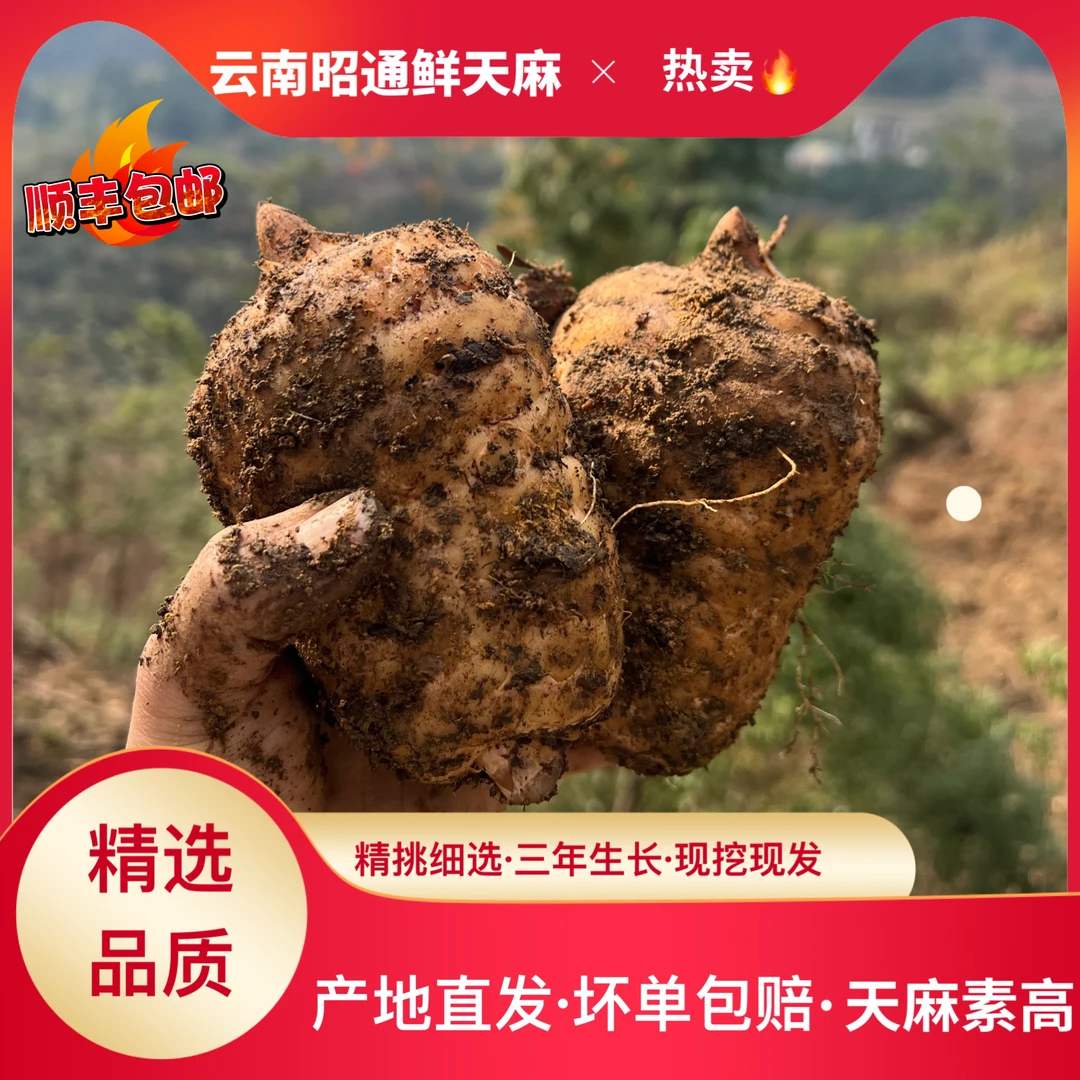 【新鲜天麻】云南昭通高山天麻小草坝天麻顺丰产地直发仿野林下生长