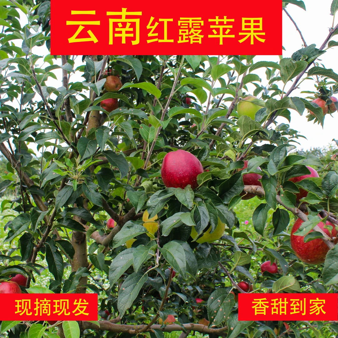 云南高山农业红露苹果，香、甜、脆！回味无穷，生态，苹果界的天花板~
