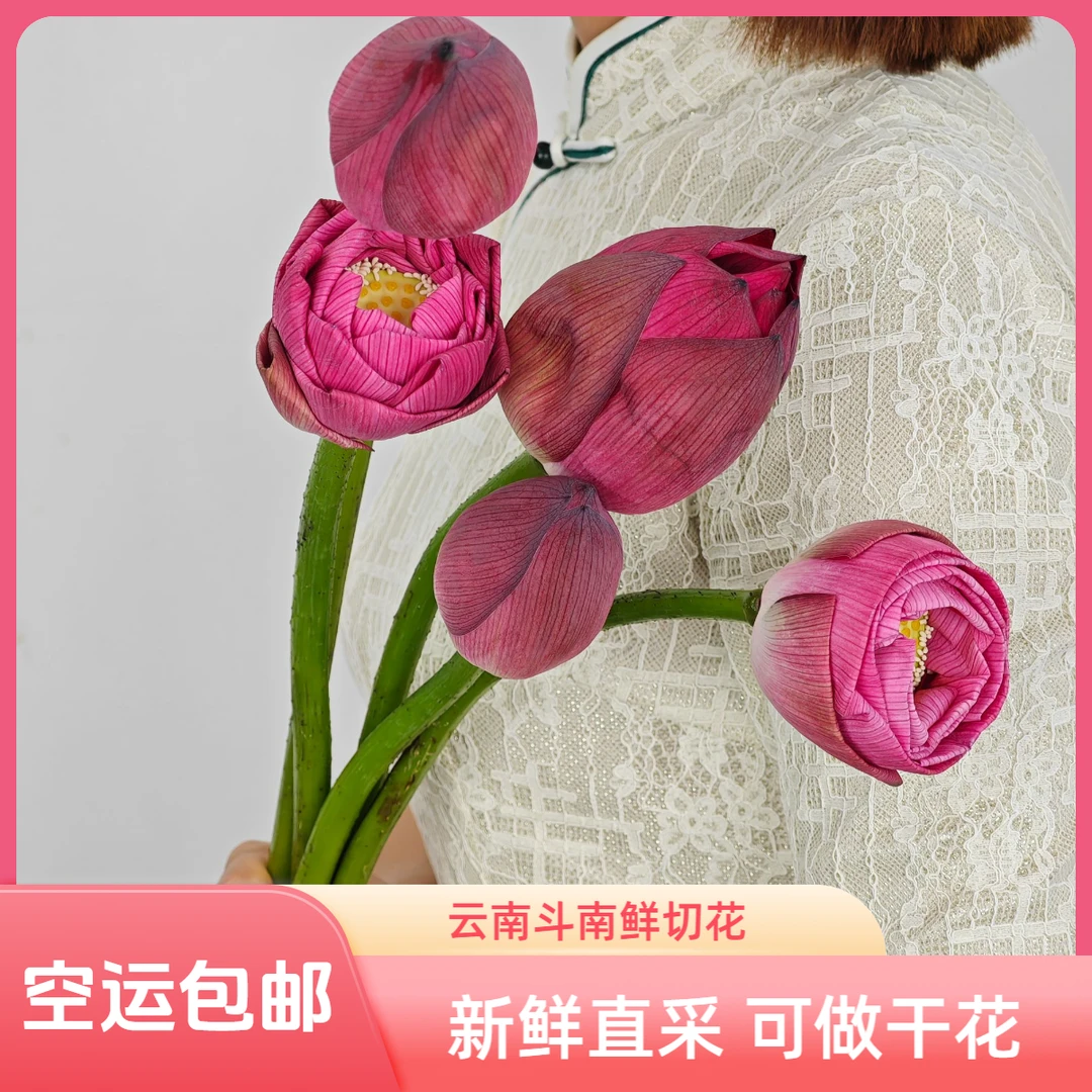 [我种花]荷花鲜花A级基地花材云南鲜活新鲜斗南鲜包邮浪漫七夕礼