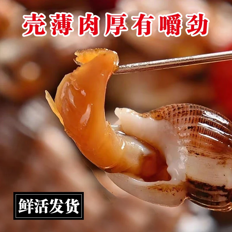 海螺丝（超特大）东港海螺丝全活保活（一斤）海鲜