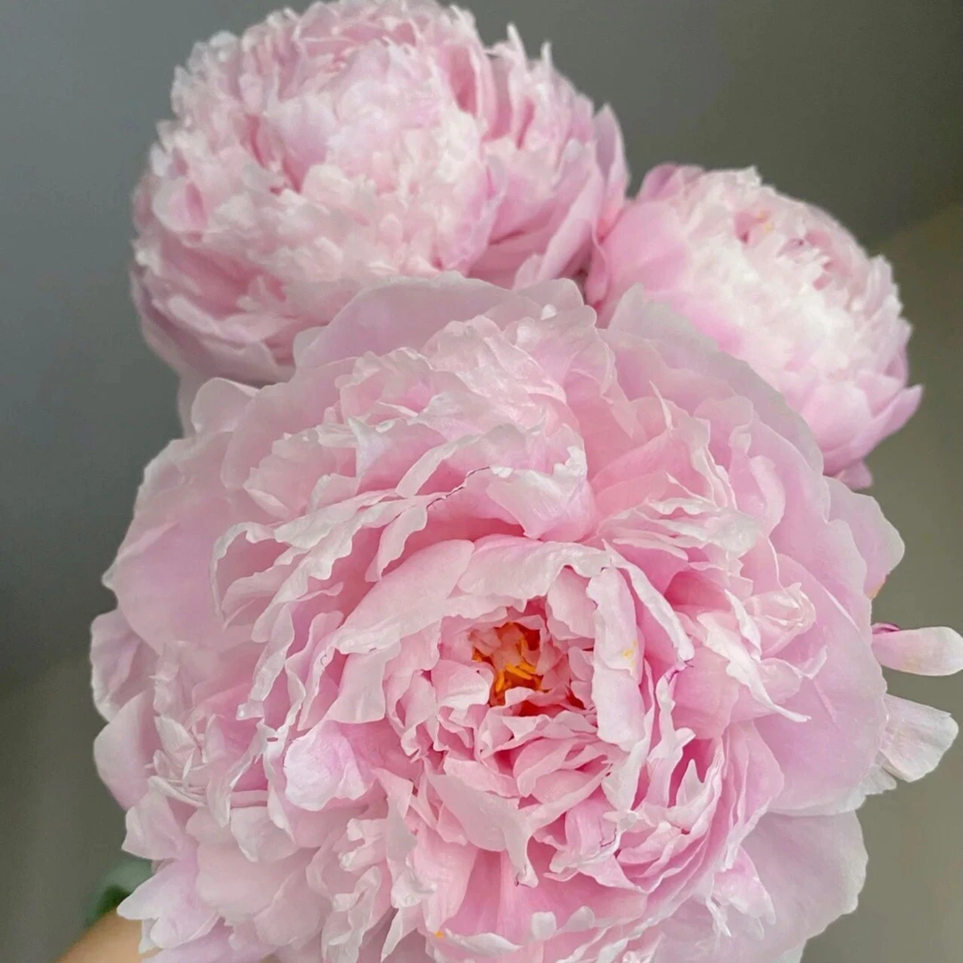 【沙拉】重瓣大花芍药