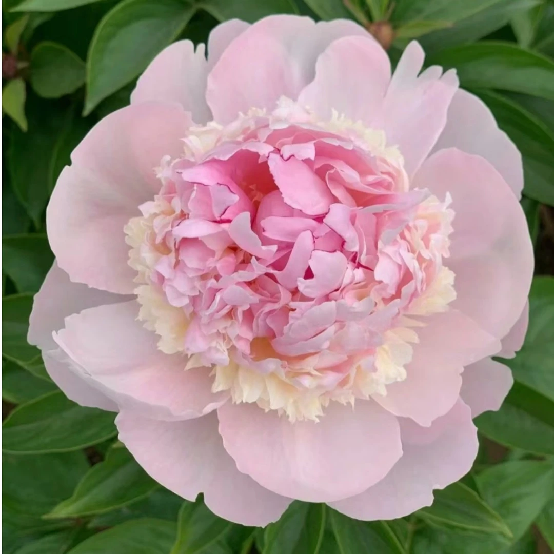 【天使脸颊】进口芍药