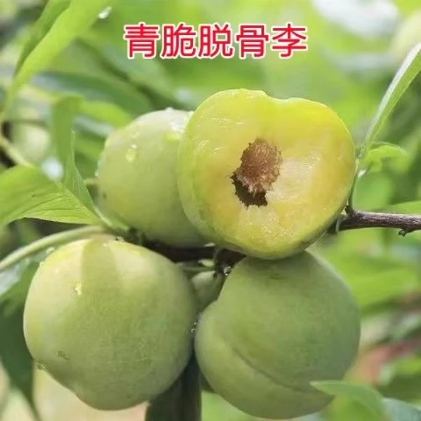 正宗蜂糖李子树苗贵州脱骨李子树苗早熟南方北方地栽盆栽当年结果