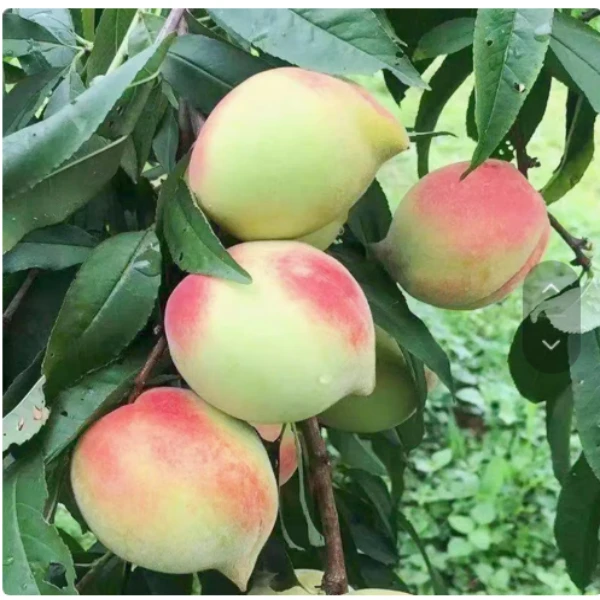 鹰嘴桃树果苗脆甜桃树苗桃子树嫁接苗南方北方种植特大树果树果苗