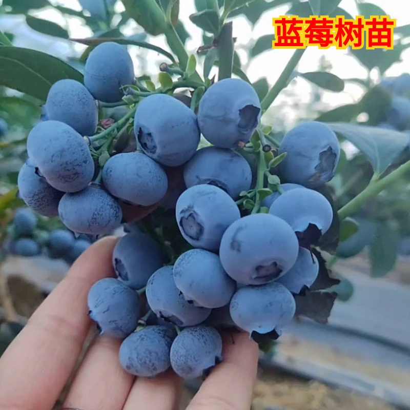 蓝莓树果苗带花苞蓝莓苗南北方种植兔眼大苗阳台盆栽树苗当年结果